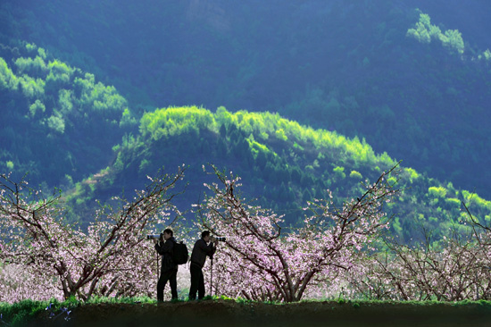 北京平谷第十六屆國際桃花音樂節(jié)將舉辦