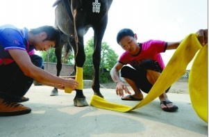 家有寶“馬” 探秘重慶馬友(多圖)