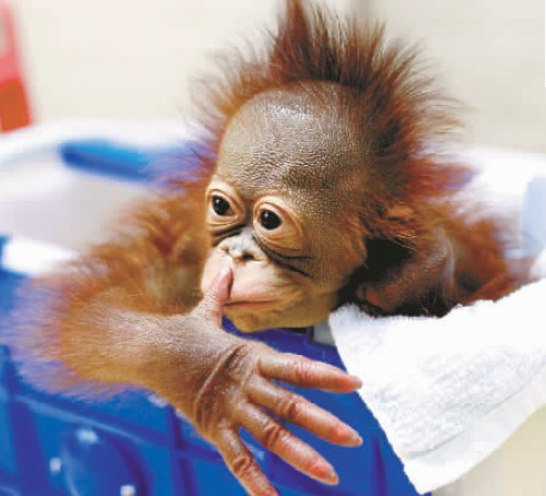 動物園大猩猩館添新成員 是“爆炸”頭