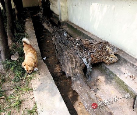 洪水退了意外驚現“植物木乃伊”陰沉木