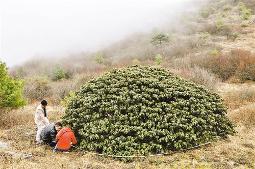 重慶城口頻現千年“神物”：銀白太歲、千年杜鵑王 圖