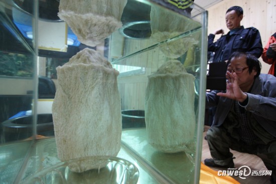 重慶城口頻現千年“神物”：銀白太歲、千年杜鵑王 圖