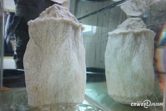 重慶城口頻現千年“神物”：銀白太歲、千年杜鵑王 圖