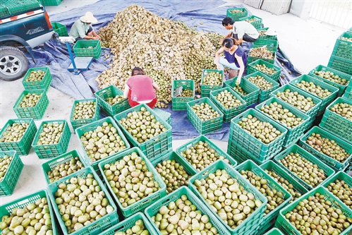 新常態(tài)下，尋求農(nóng)業(yè)發(fā)展方式新轉(zhuǎn)變