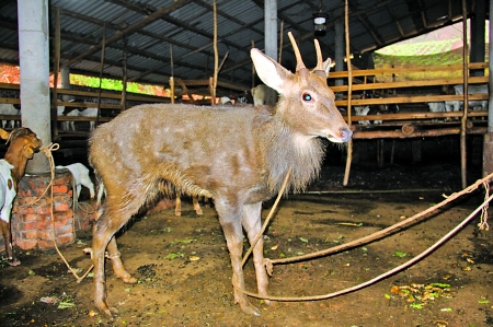 羊群里混進一個“怪家伙”：不是野山羊是野生梅花鹿