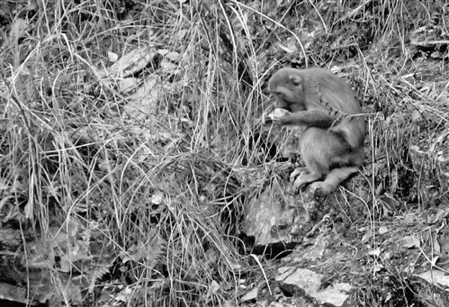 野生獼猴群重現(xiàn)巫溪蘭英鄉(xiāng)