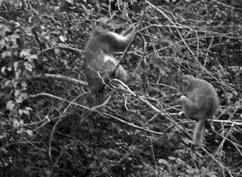 野生獼猴群重現(xiàn)巫溪蘭英鄉(xiāng)