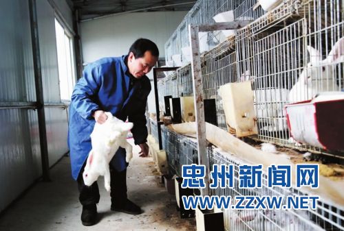 忠縣肉兔養殖抱團闖市場 年出欄46萬只