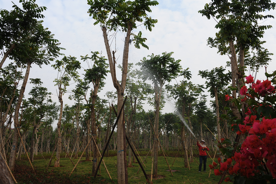 翔安大道兩側綠化景觀工程二期工程正式啟動