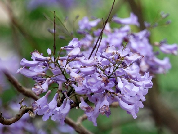 德化南洋楹紫花給瓷都增添神秘色彩