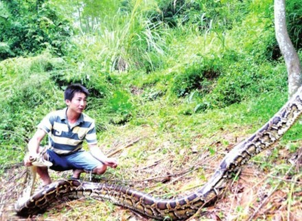 閩候3只巨蟒下了100多個蛋續：捕蛇能手苦戰巨蟒