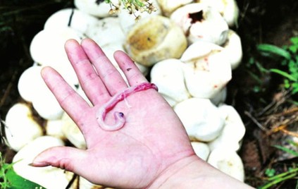 閩候3只巨蟒下了100多個蛋續：捕蛇能手苦戰巨蟒