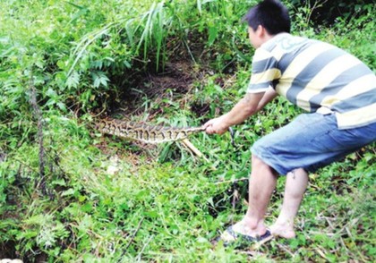 閩候3只巨蟒下了100多個蛋續：捕蛇能手苦戰巨蟒