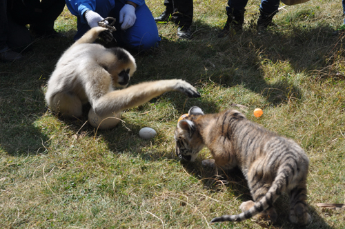 云南野生動物園元旦開“尋蛋大會”