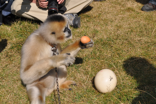 云南野生動物園元旦開“尋蛋大會”