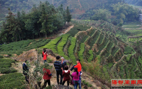 安溪蓬萊鎮(zhèn)有虎出沒？或許是二級(jí)保護(hù)動(dòng)物金貓!