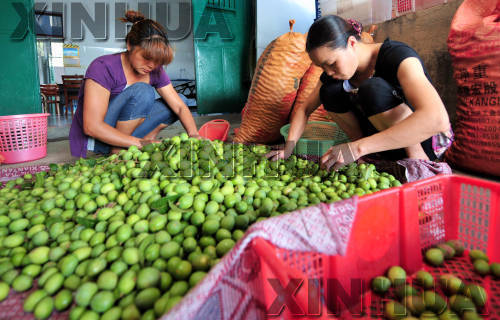 福建閩侯:橄欖大豐收 果農卻發愁