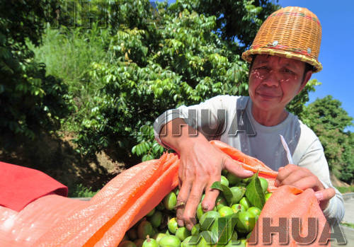 福建閩侯：橄欖大豐收 果農卻發愁