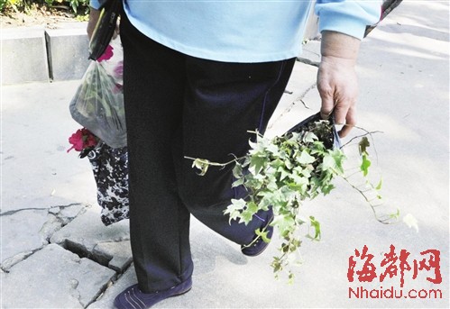 西湖盆景展撤展盆花遭哄搶 市民辯稱幫忙清理垃圾