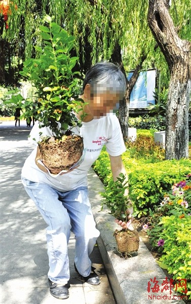 西湖盆景展撤展盆花遭哄搶 市民辯稱幫忙清理垃圾