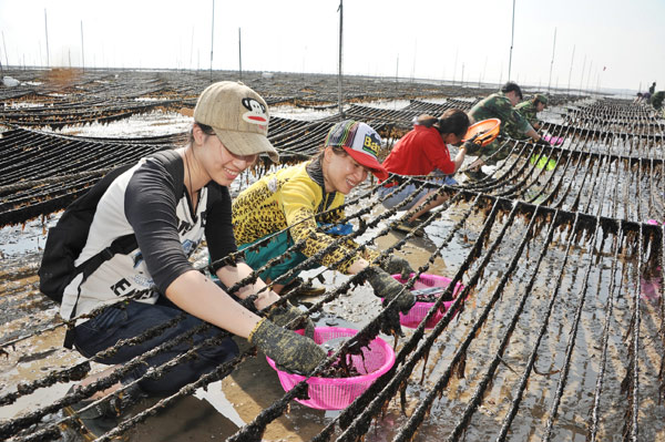 紫菜節攝影比賽 小嶝休閑漁村開幕