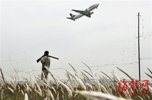 福州機場驅(qū)鳥人：鳥兒是對手，更是朋友