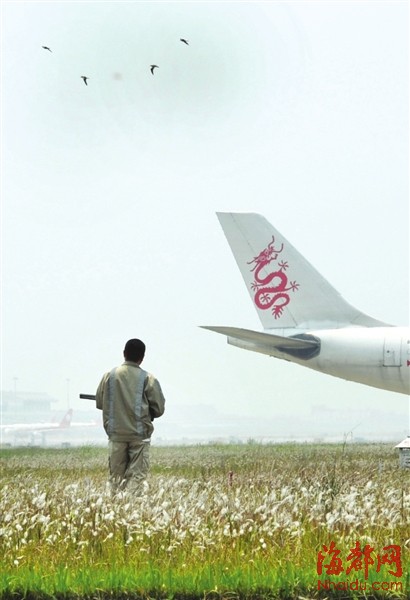 福州機場驅(qū)鳥人：鳥兒是對手，更是朋友