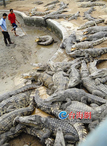 禽流感陰霾波及多行業(yè) 酒樓換菜單鱷魚(yú)老虎改食譜