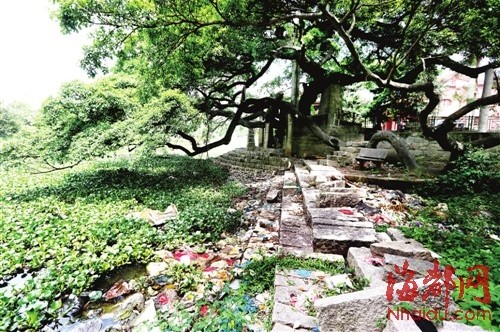 金山流花溪被渣土截斷 中下游河道塞滿了水浮蓮和垃圾