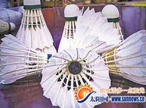 中了禽流感羽毛球也“發(fā)燒” 7月或大范圍漲價(jià)