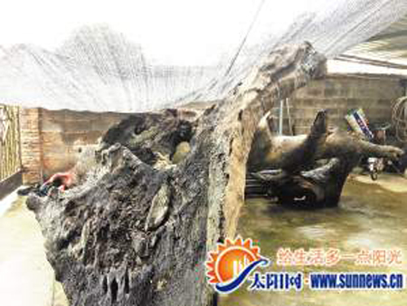 千年古木引四五百人前來(lái)觀賞 有人叫價(jià)八十萬(wàn)收購(gòu)