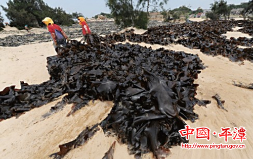 海帶收割:“十八般武藝”各顯神通