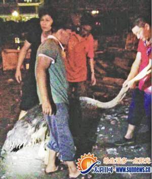 鴕鳥大鬧漳州連撞4小車 警車及200市民一路追鳥