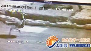 鴕鳥大鬧漳州連撞4小車 警車及200市民一路追鳥