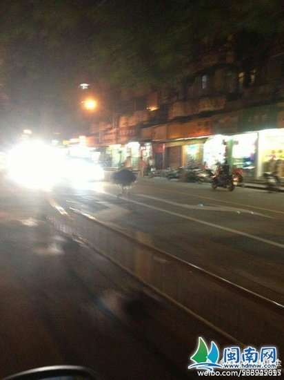 鴕鳥大鬧漳州連撞4小車 警車及200市民一路追鳥