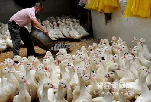 福州海峽家禽批發市場重新開門營業