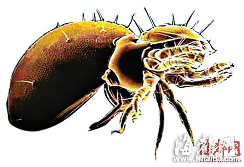 閩現(xiàn)多起恙蟲病例 廈門一男子險喪命