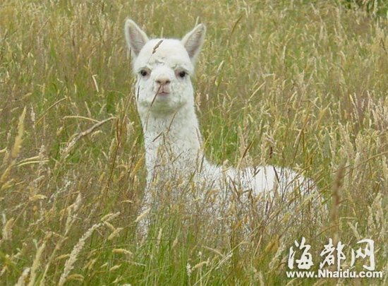 25只羊駝將組成全國最大“神獸”團來廈賣萌