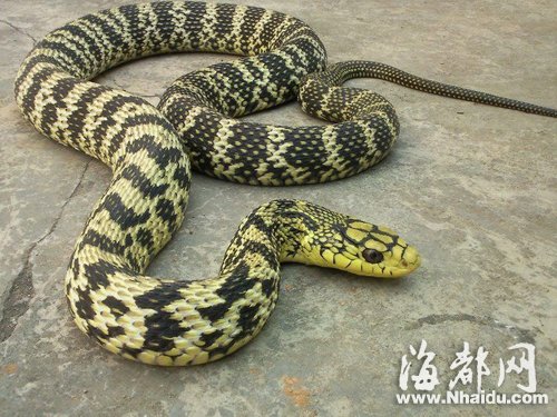 三坊七巷長蛇出沒 “捕蛇王”兩度抓捕未果