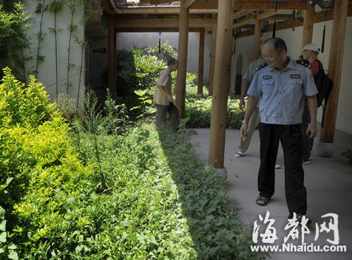 三坊七巷長蛇出沒 “捕蛇王”兩度抓捕未果