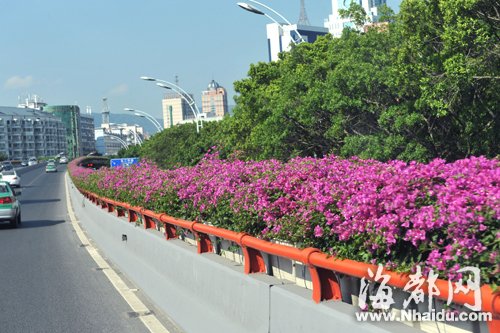 福州二環(huán)高架橋花化再改造 高架橋美艷動(dòng)人