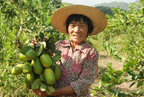 香水檸檬同安試種成功最大一個重七斤