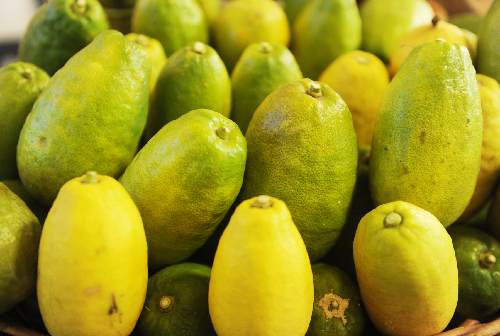 香水檸檬同安試種成功最大一個重七斤