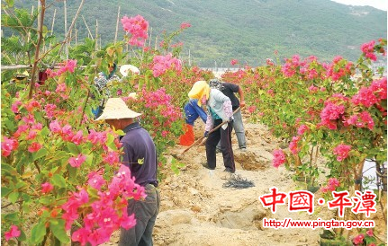 鹽田“穿紅著綠”披新衣