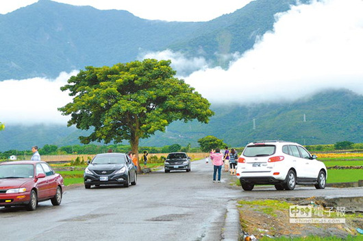 美景爆紅 農民不堪其擾欲砍“金城武樹”