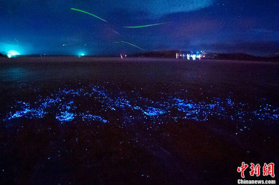 福建平潭現(xiàn)藍眼淚奇觀 絢麗如置身阿凡達