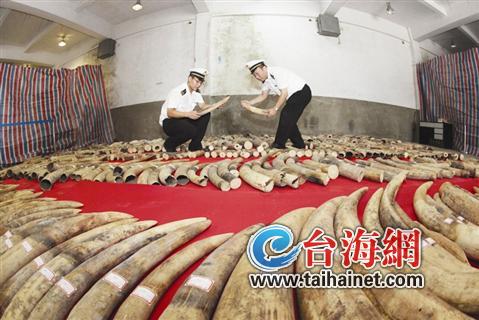 廈門海關(guān)查獲近12噸走私象牙 價值6.03億人民幣