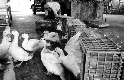 防控人感染H7N9禽流感 福建暫停調(diào)運外省活禽入閩