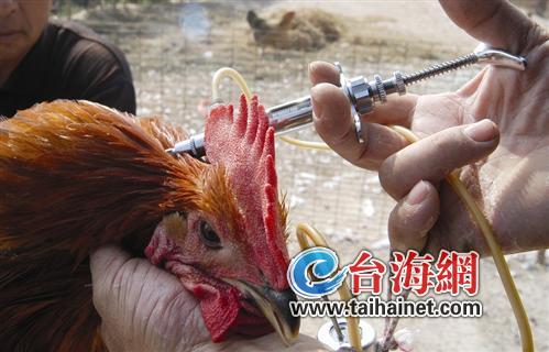廈門活禽市場監測標本檢出H7N9病毒 未現感染病例