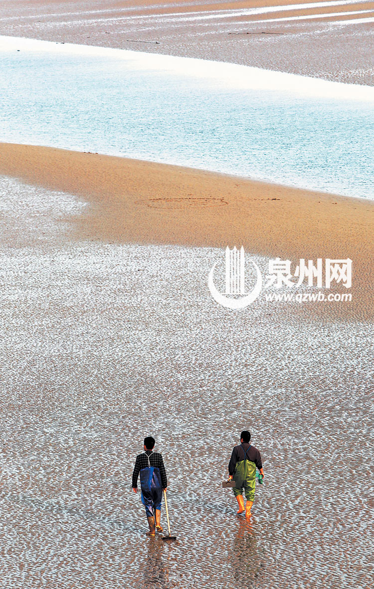 泉州金色海岸再現嬌顏